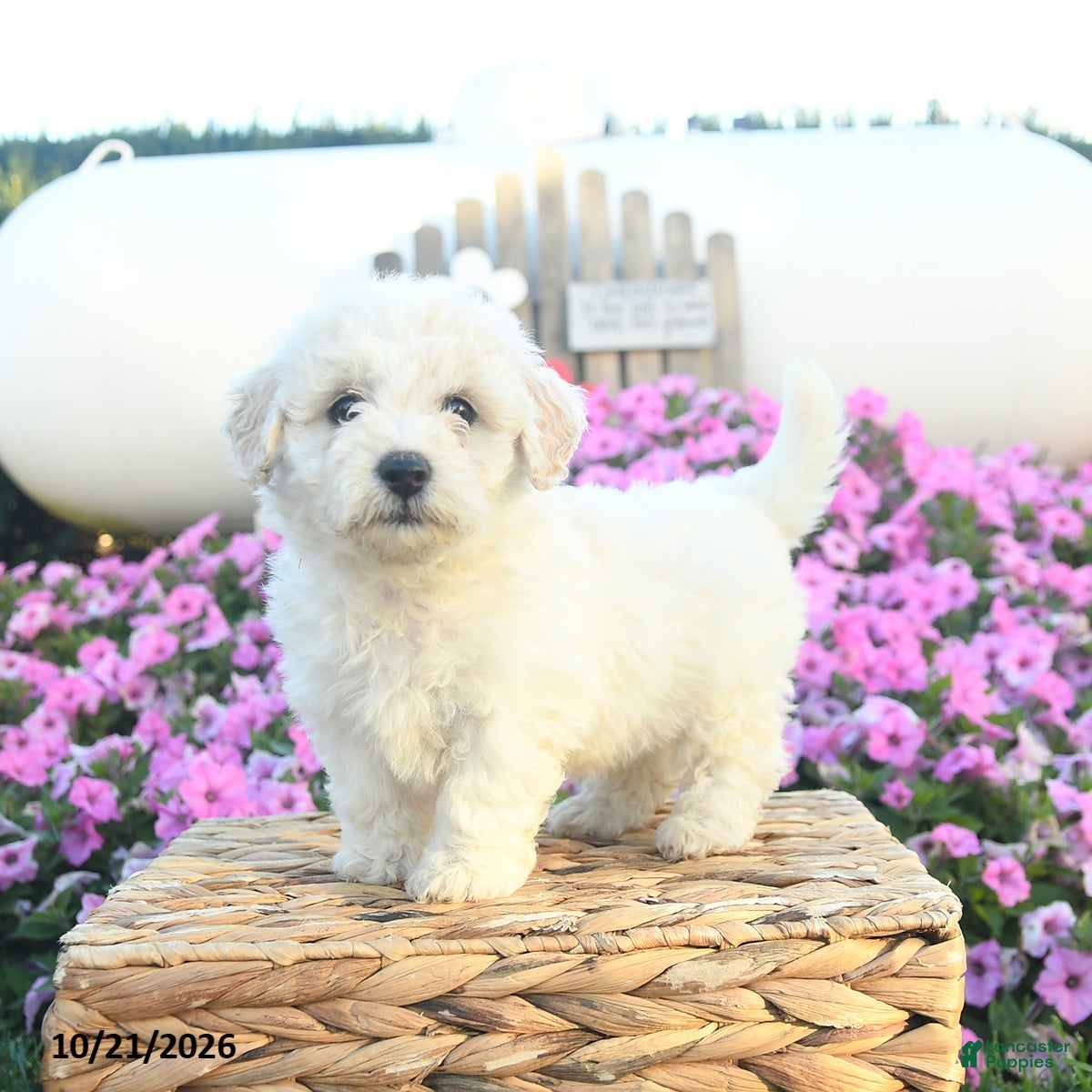 Bichpoo dogs for sale: Hazelnut  - Ad 1
