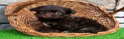 Havanese dogs for sale: Ricky - Ad 4