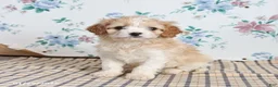 Cavapoo dogs for sale: Pete - Ad 4