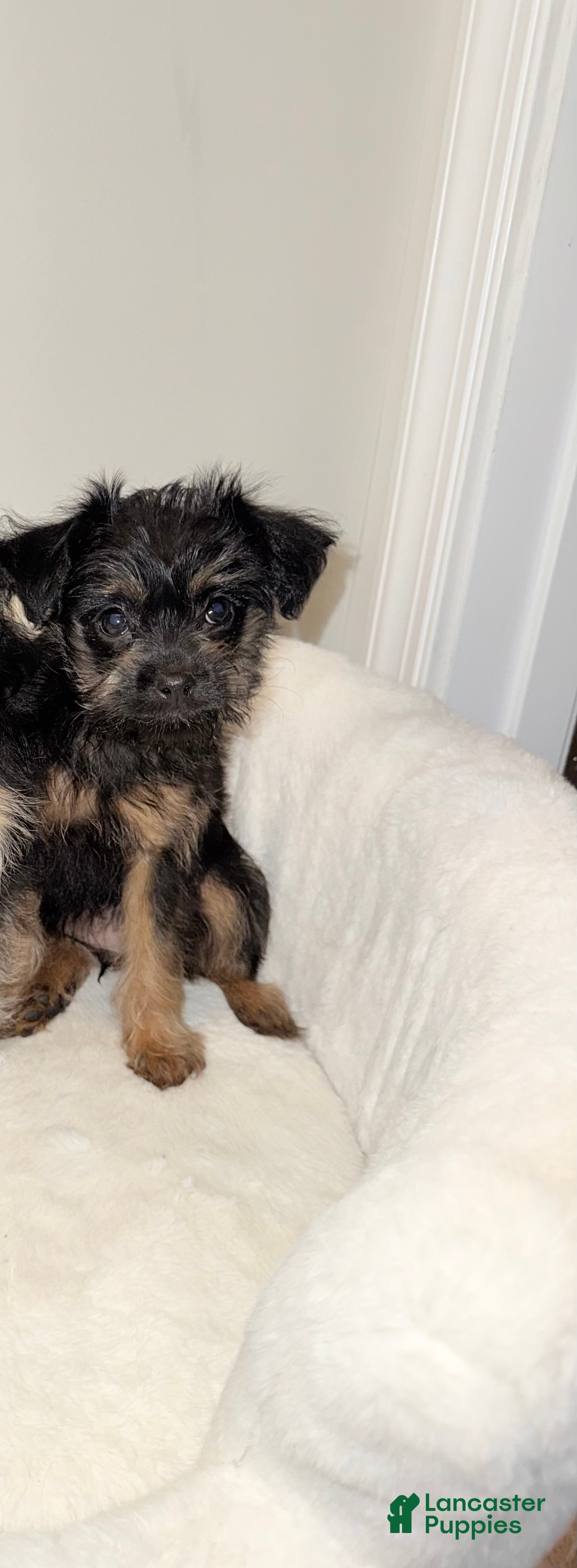 Morkie dogs Morkie Puppy 2 - Ad 24