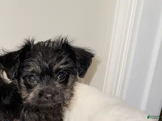 Morkie dogs Morkie Puppy 2 - Ad 12