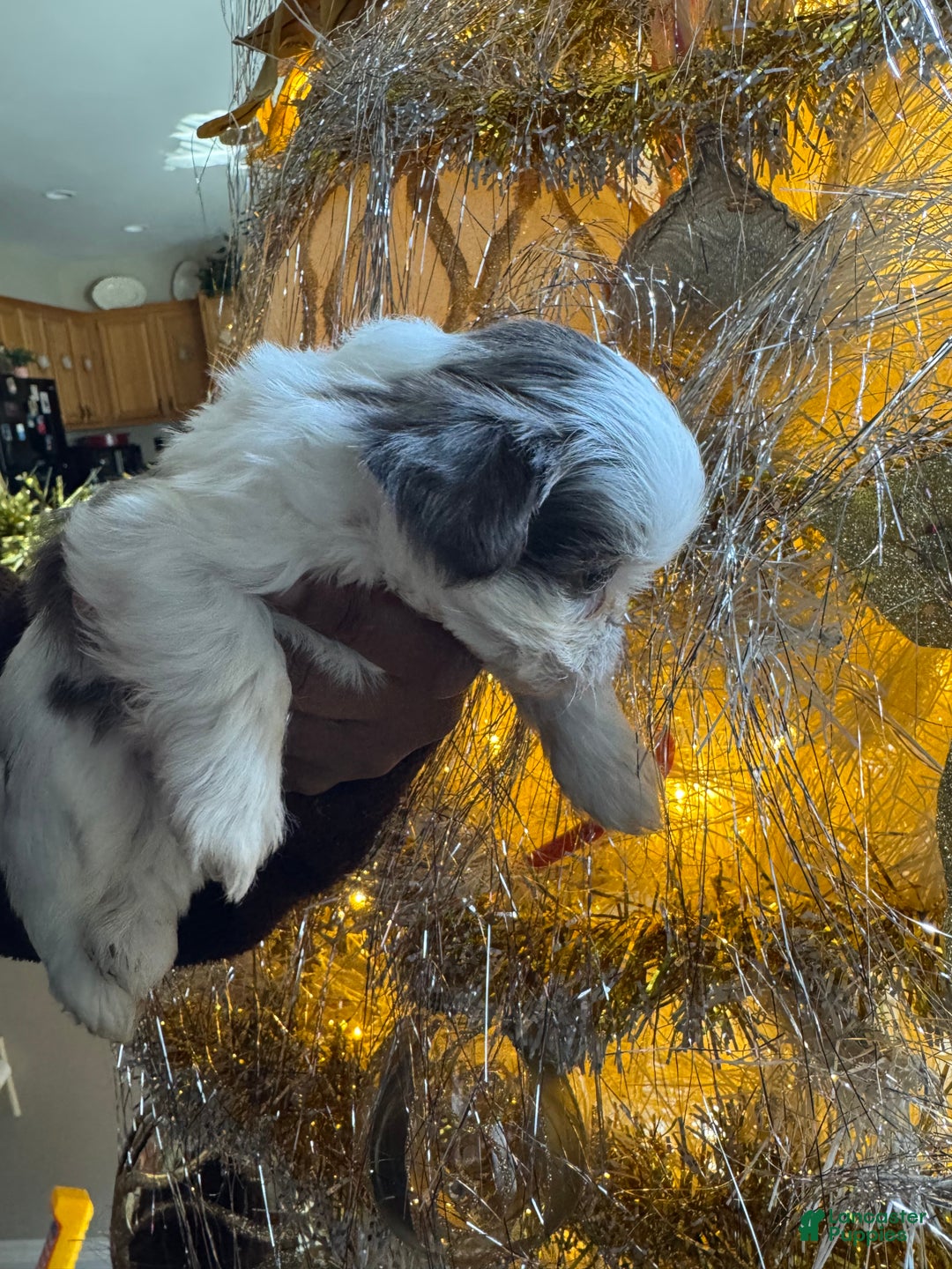 Shih Tzu dogs for sale: Shih Tzu Puppy 4 - Ad 1