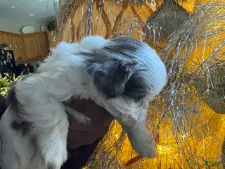 Shih Tzu dogs Shih Tzu Puppy 4 - Ad 28