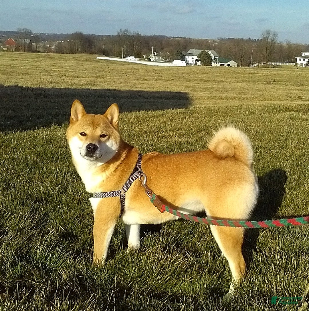Shiba Inu dogs for sale: Liliana - Ad 6