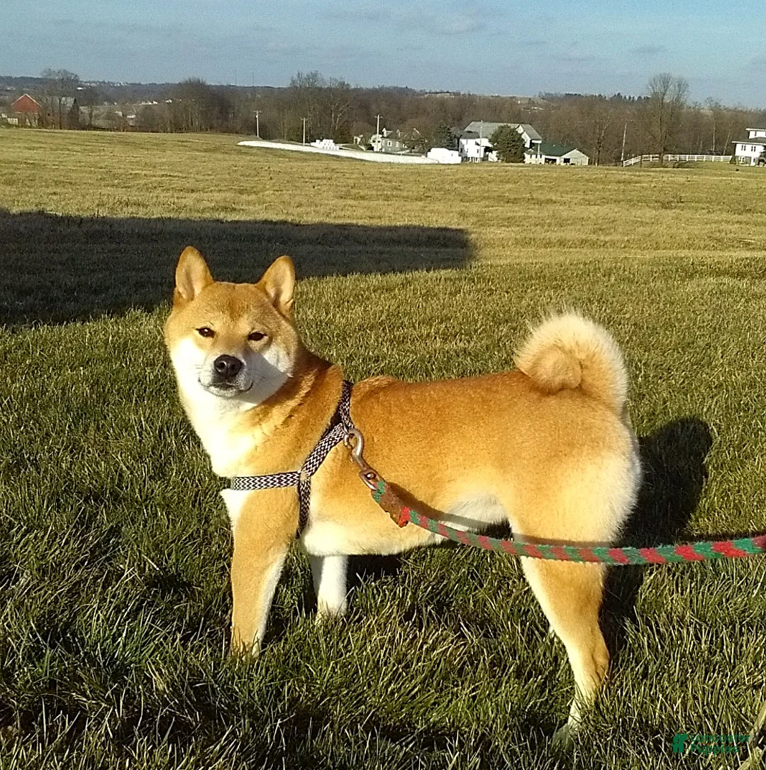 Shiba Inu dogs for sale: Liliana - Ad 6