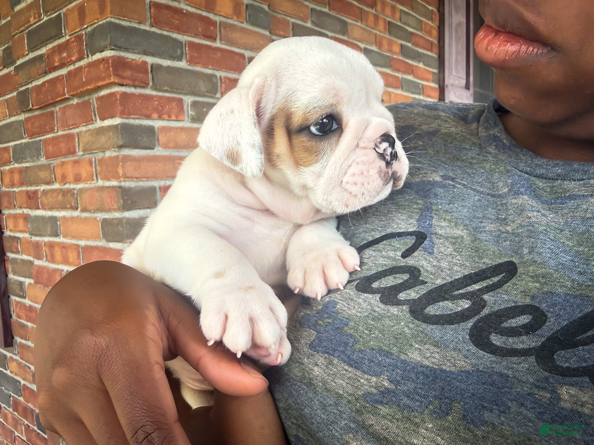 English Bulldog dogs Oliver - Ad 2