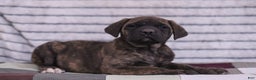 English Mastiff dogs for sale: Fern - Ad 4