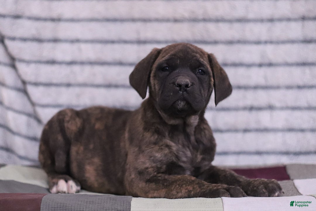 English Mastiff dogs for sale: Fern - Ad 4