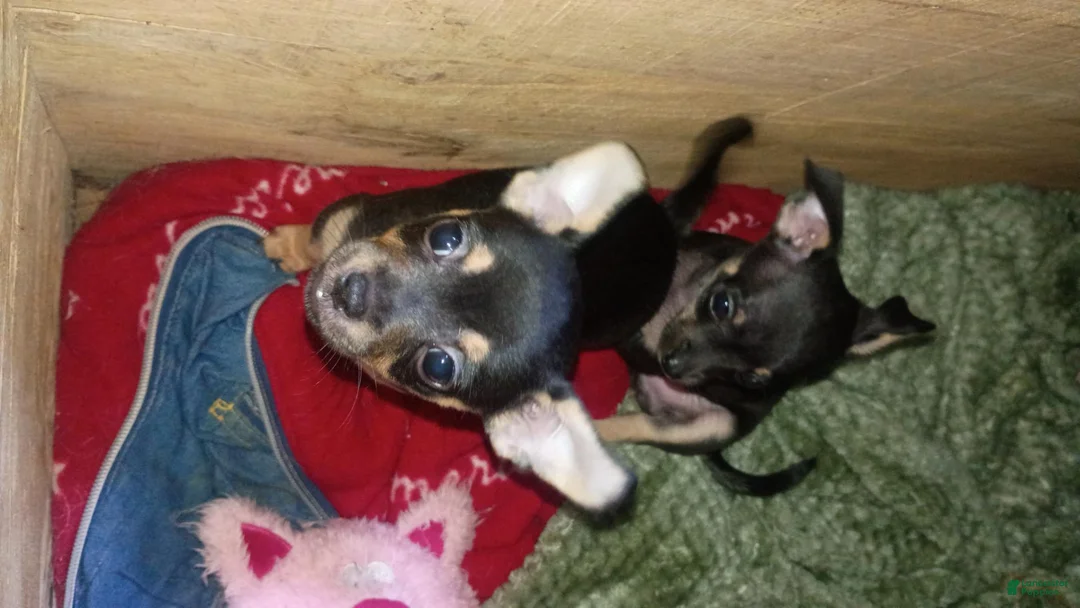 Chihuahua dogs for sale: Chihuahua 1 - Ad 2
