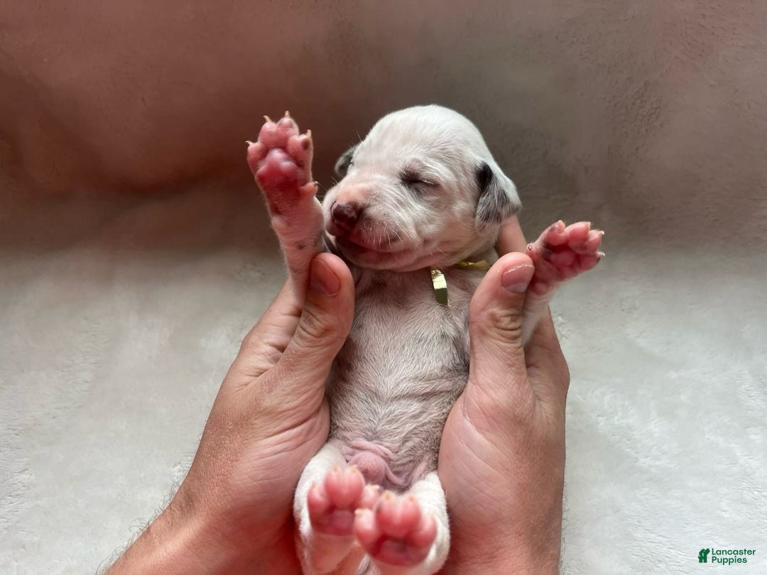 Dalmatian dogs for sale: Dalmatian Puppy 1 - Ad 1