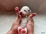 Dalmatian Puppy 1