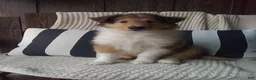Collie dogs for sale: Milo - Ad 3