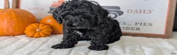Miniature Poodle dogs for sale: Hazel - Ad 9