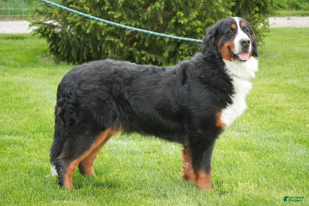 Bernedoodle dogs for sale: Hugo F1 - Ad 4