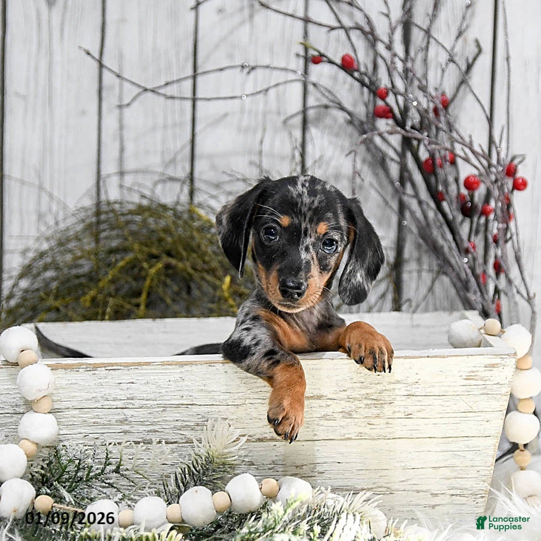 Miniature Dachshund dogs for sale: Annie - Ad 3