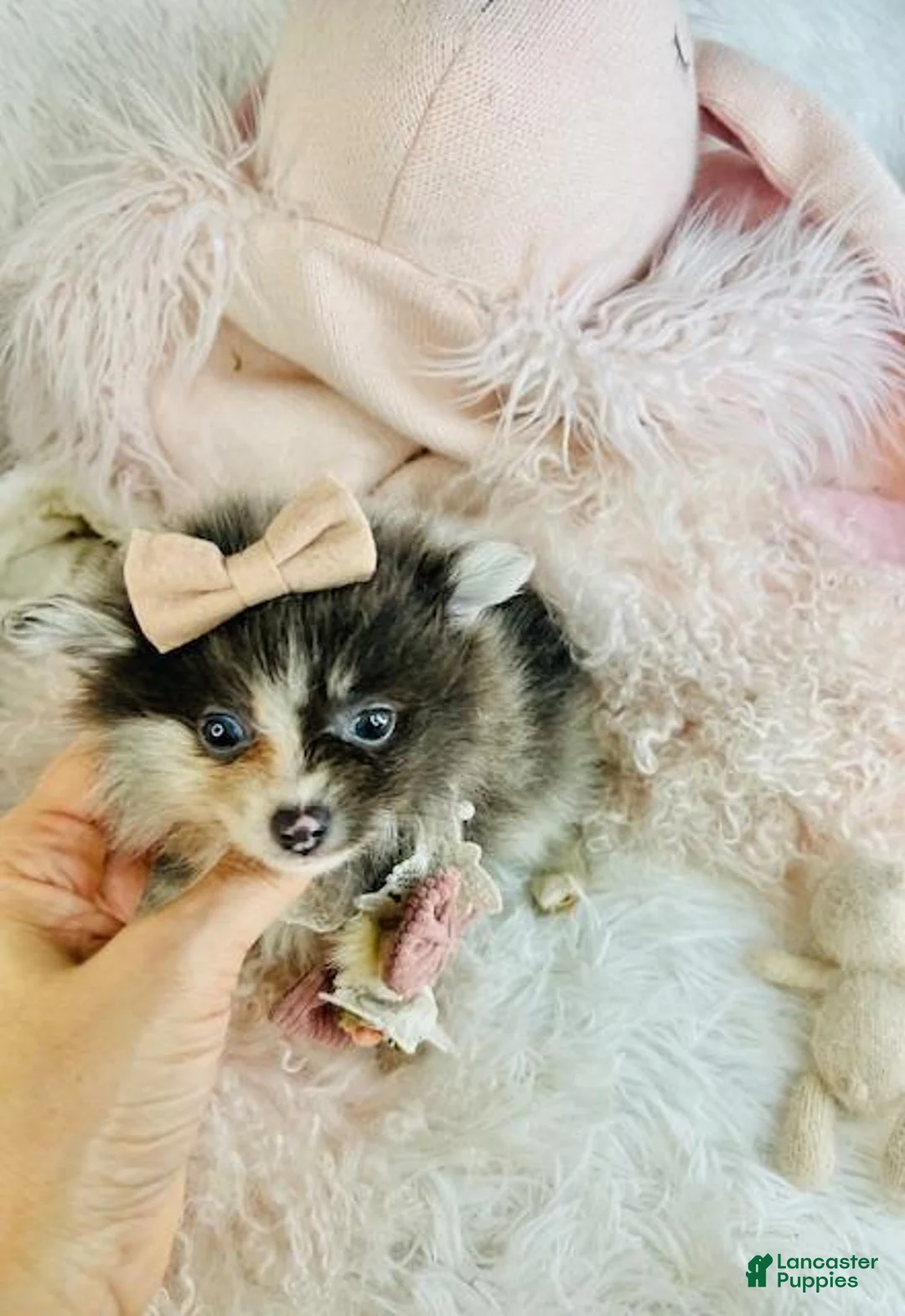 Pomeranian dogs for sale: Pomeranian Puppy 2 - Ad 3