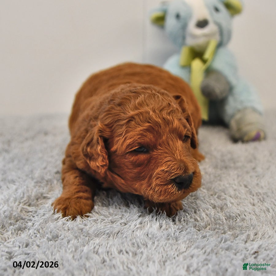 Mini Goldendoodle dogs Rascal - Ad 1