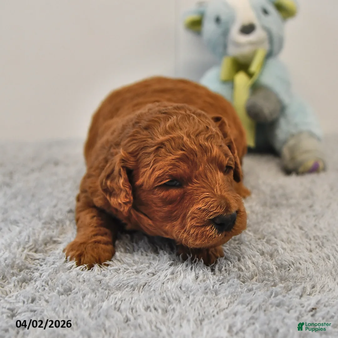 Mini Goldendoodle dogs for sale: Rascal - Ad 1