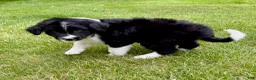 Bordoodle dogs for sale: Bordoodle Hudson - Ad 3