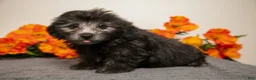 Yorkiepoo dogs for sale: Manny - Ad 1