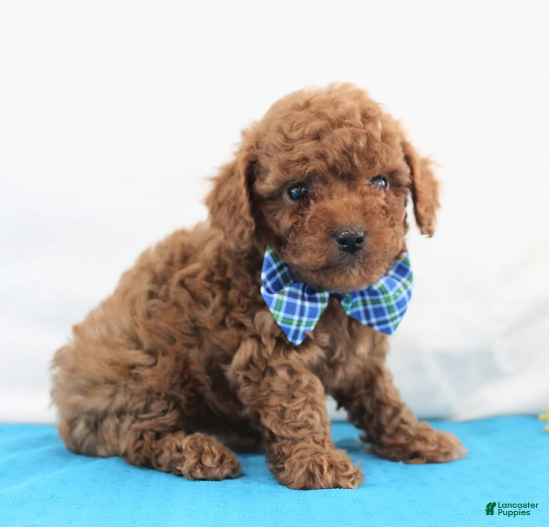 Toy Poodle dogs for sale: Teeny Tiny Milo, Full AKC - Ad 2