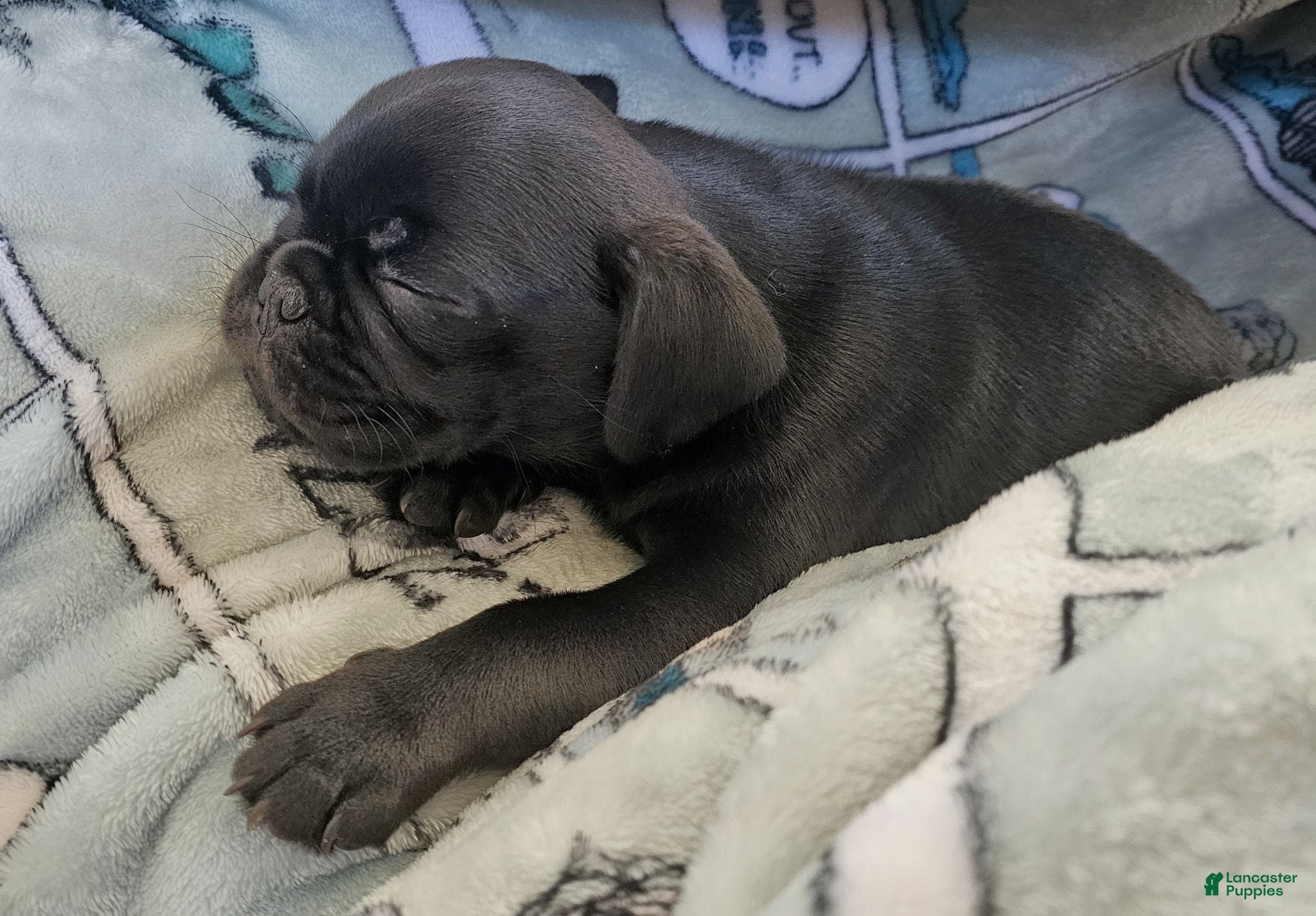 Pug dogs Malcolm - Ad 2