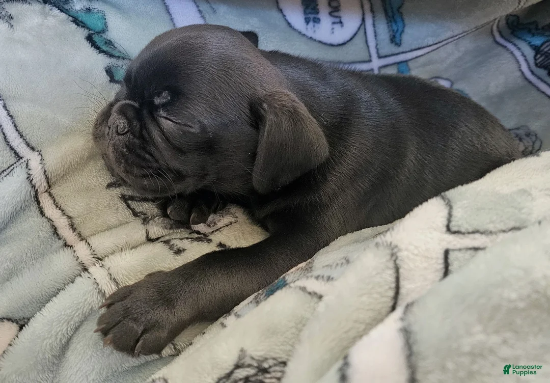 Pug dogs for sale: Malcolm - Ad 2