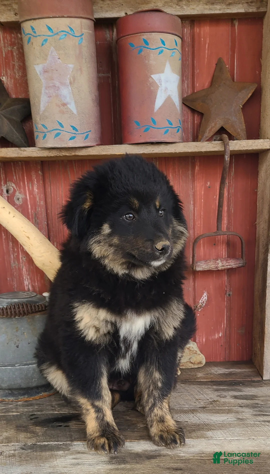 Mixed Breed dogs for sale: Mixed Breed Puppy 3 - Ad 2