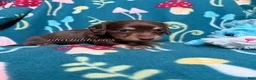 Miniature Dachshund dogs for sale: AKC Long Haired Darker Chocolate & Cream Male Miniature Dachshund Puppy - Ad 8