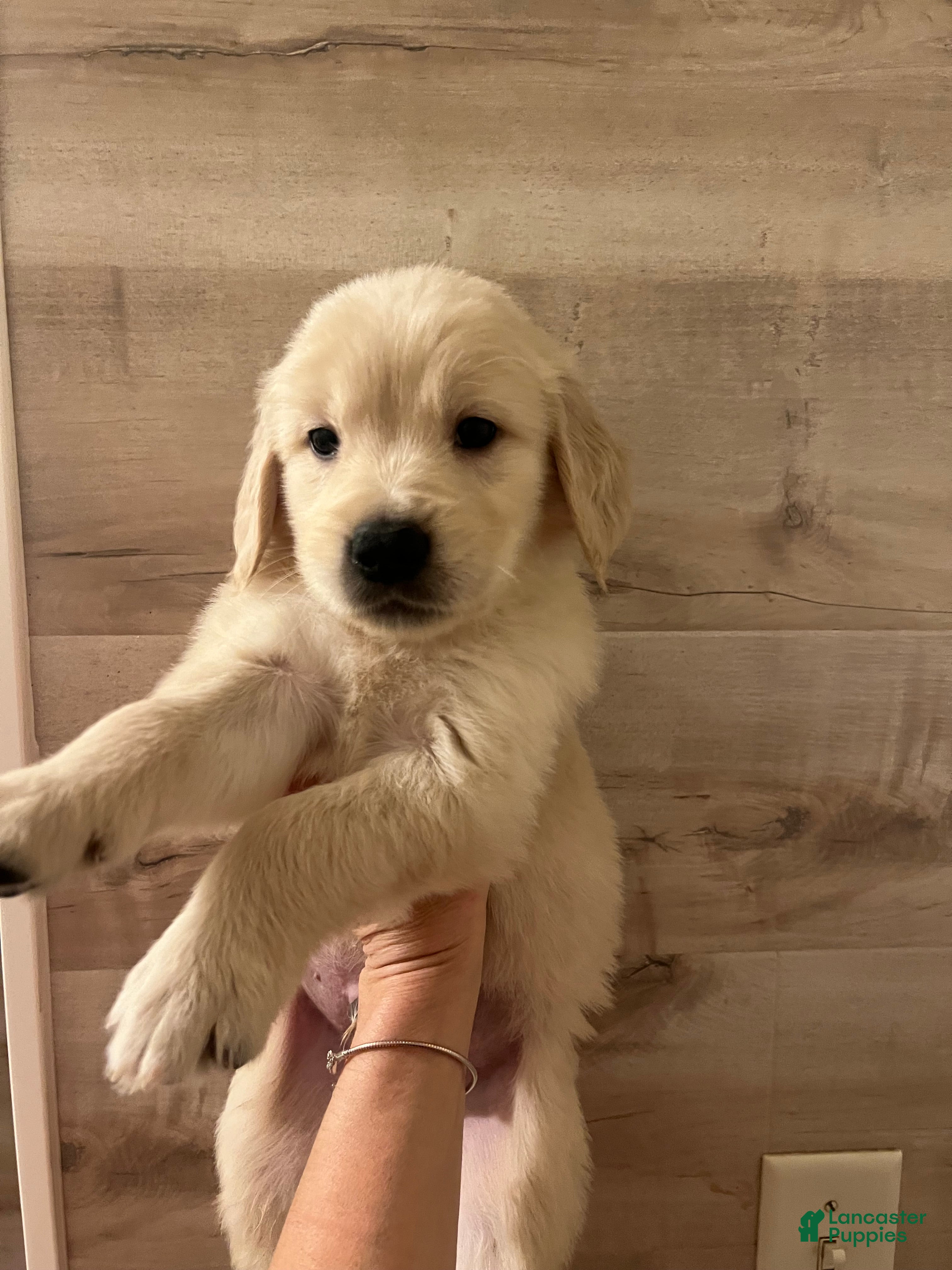 Golden Retriever dogs Golden Retriever 5 - Ad 12