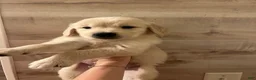 Golden Retriever dogs for sale: Golden Retriever 5 - Ad 1