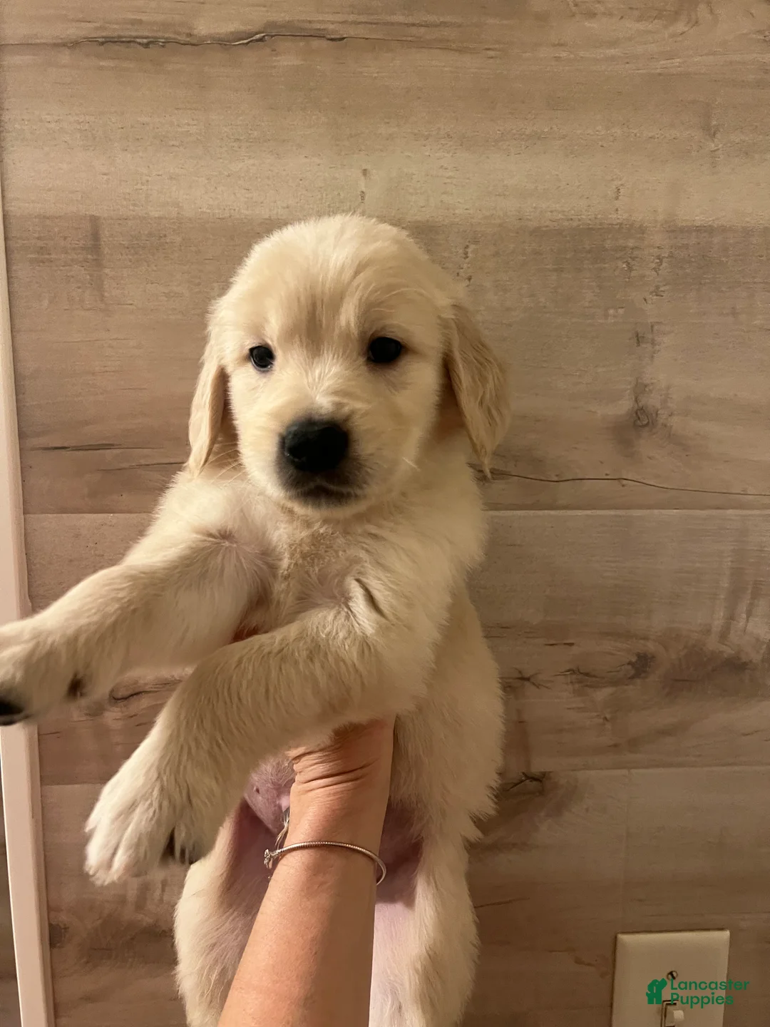 Golden Retriever dogs for sale: Golden Retriever 5 - Ad 1