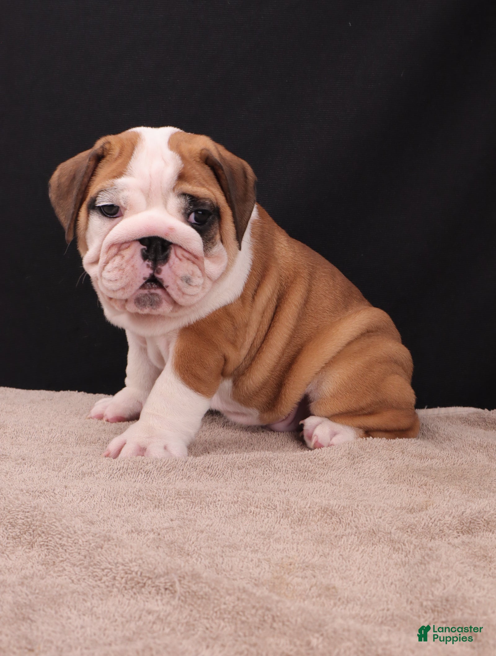 English Bulldog dogs Thor - Ad 1