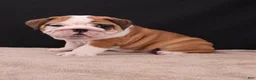 English Bulldog dogs for sale: Thor - Ad 1