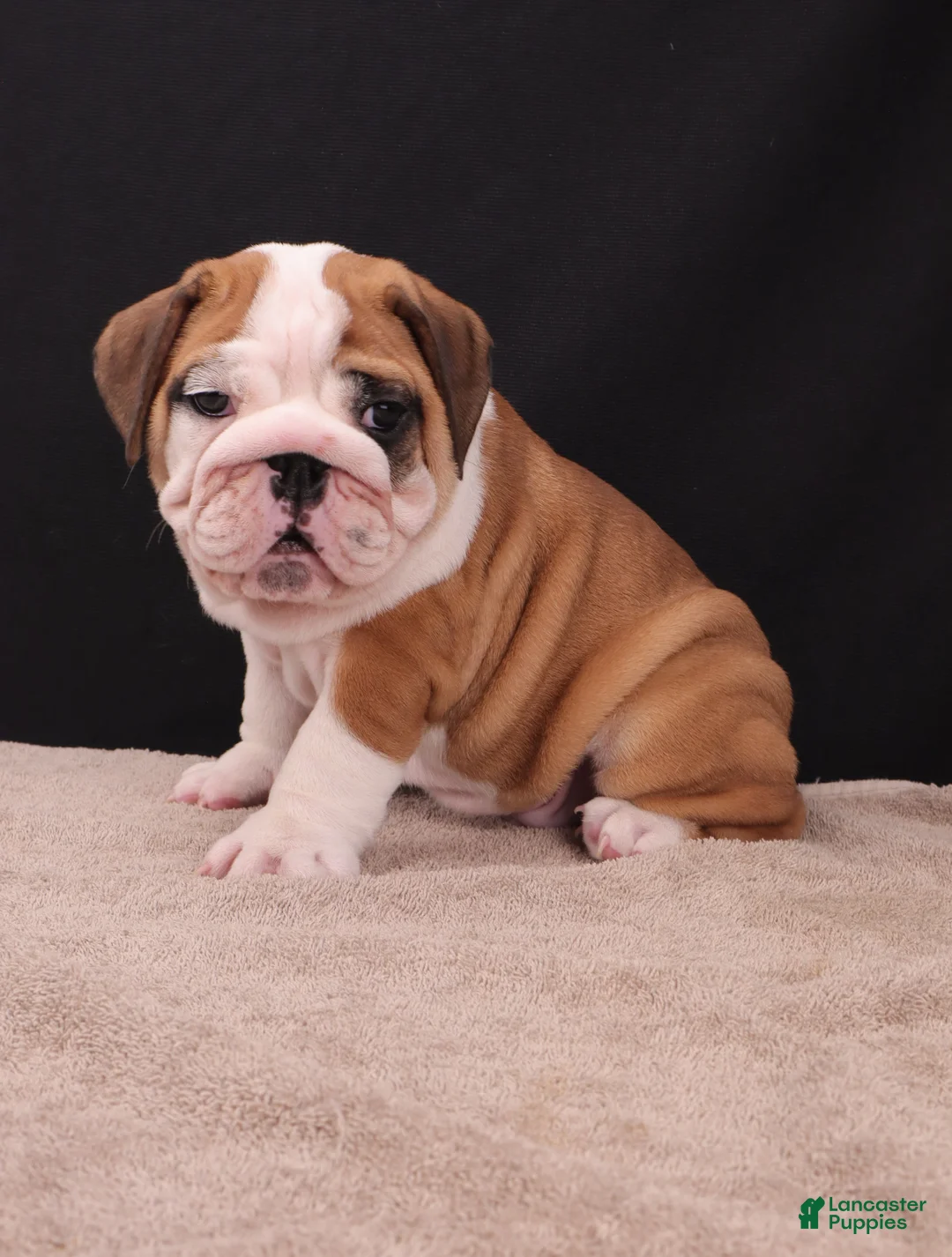 English Bulldog dogs for sale: Thor - Ad 1