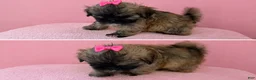 Shih Tzu dogs for sale: Star - Ad 4
