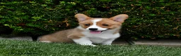 Welsh Corgi Pembroke dogs for sale: Pine - Ad 3