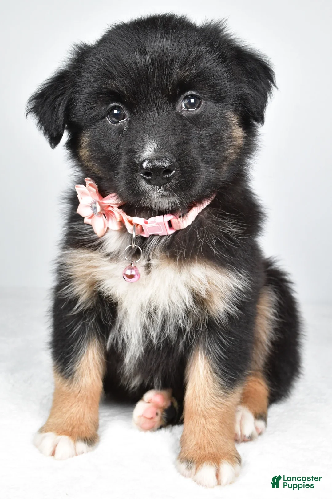 Miniature Australian Shepherd dogs for sale: Skye - Ad 1