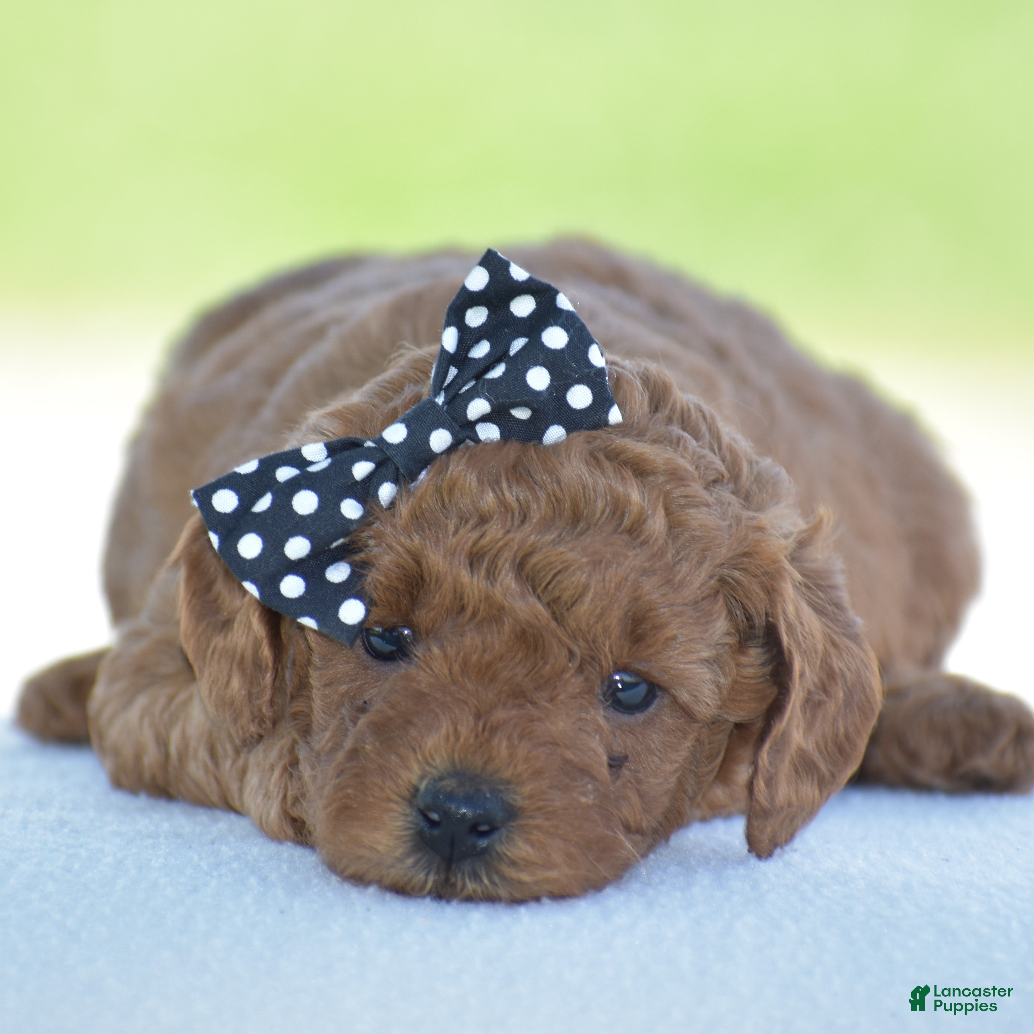 Miniature Poodle dogs Rosette - Ad 1