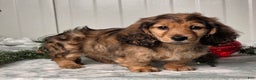 Miniature Dachshund dogs for sale: Shawn - Ad 8