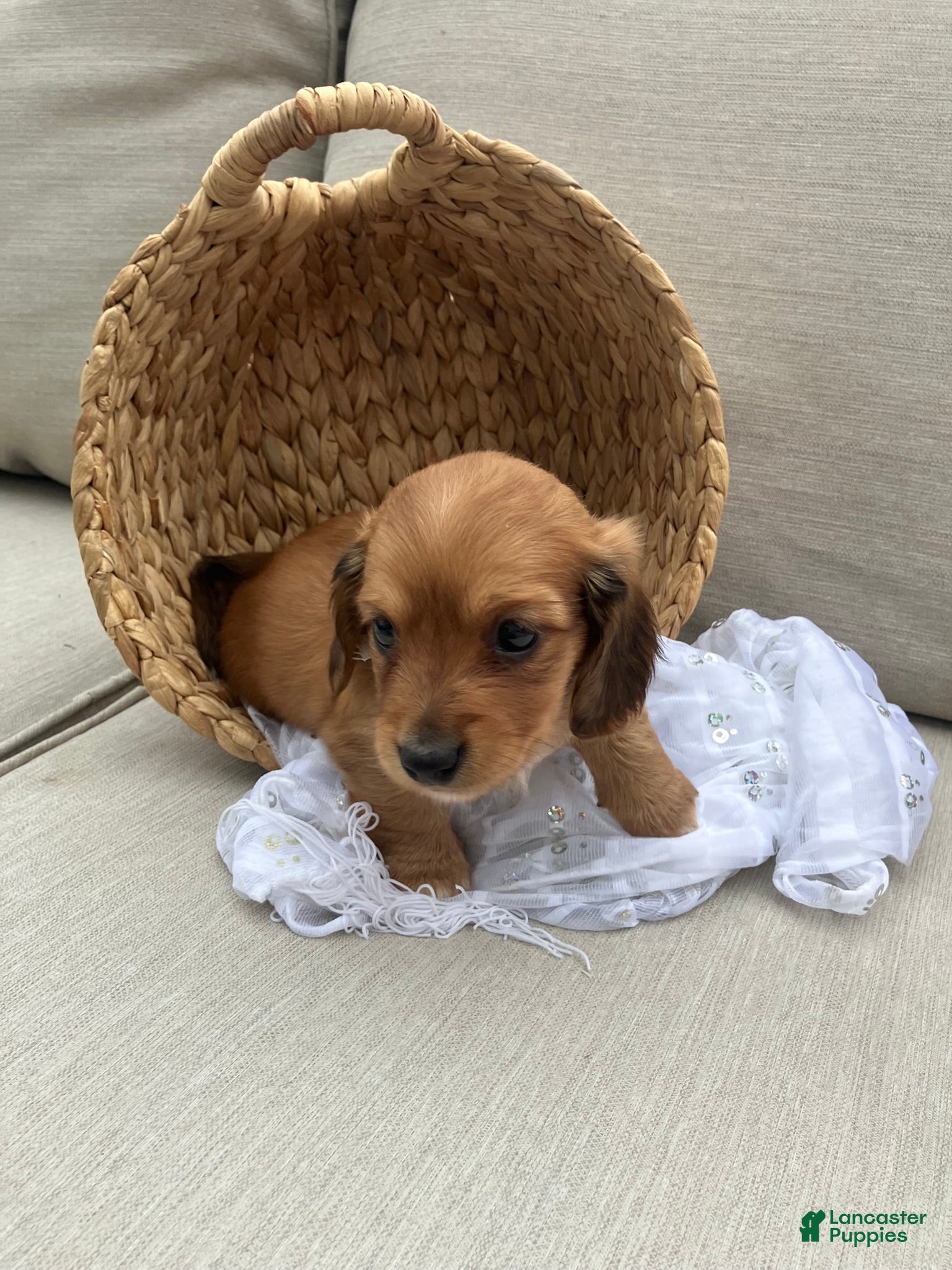 Miniature Dachshund dogs for sale: Peanut - Ad 6
