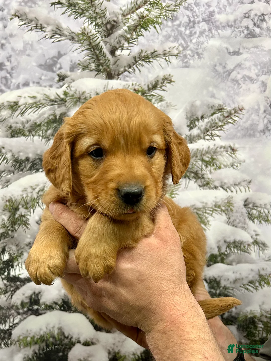 Golden Retriever dogs for sale: Charlie  - Ad 4