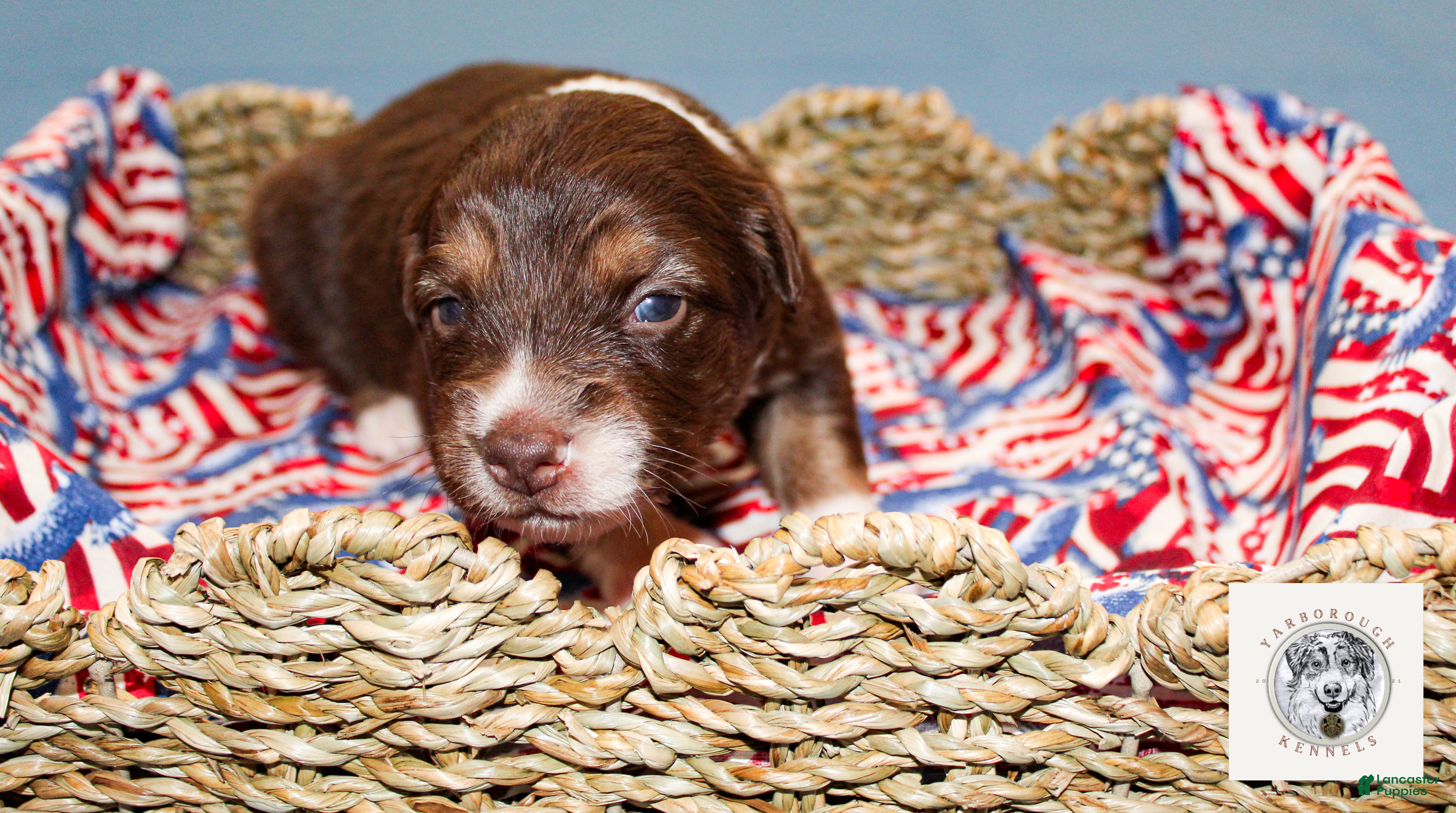 Miniature Australian Shepherd dogs Betsy Ross - Ad 1