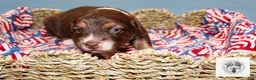 Miniature Australian Shepherd dogs for sale: Betsy Ross - Ad 3