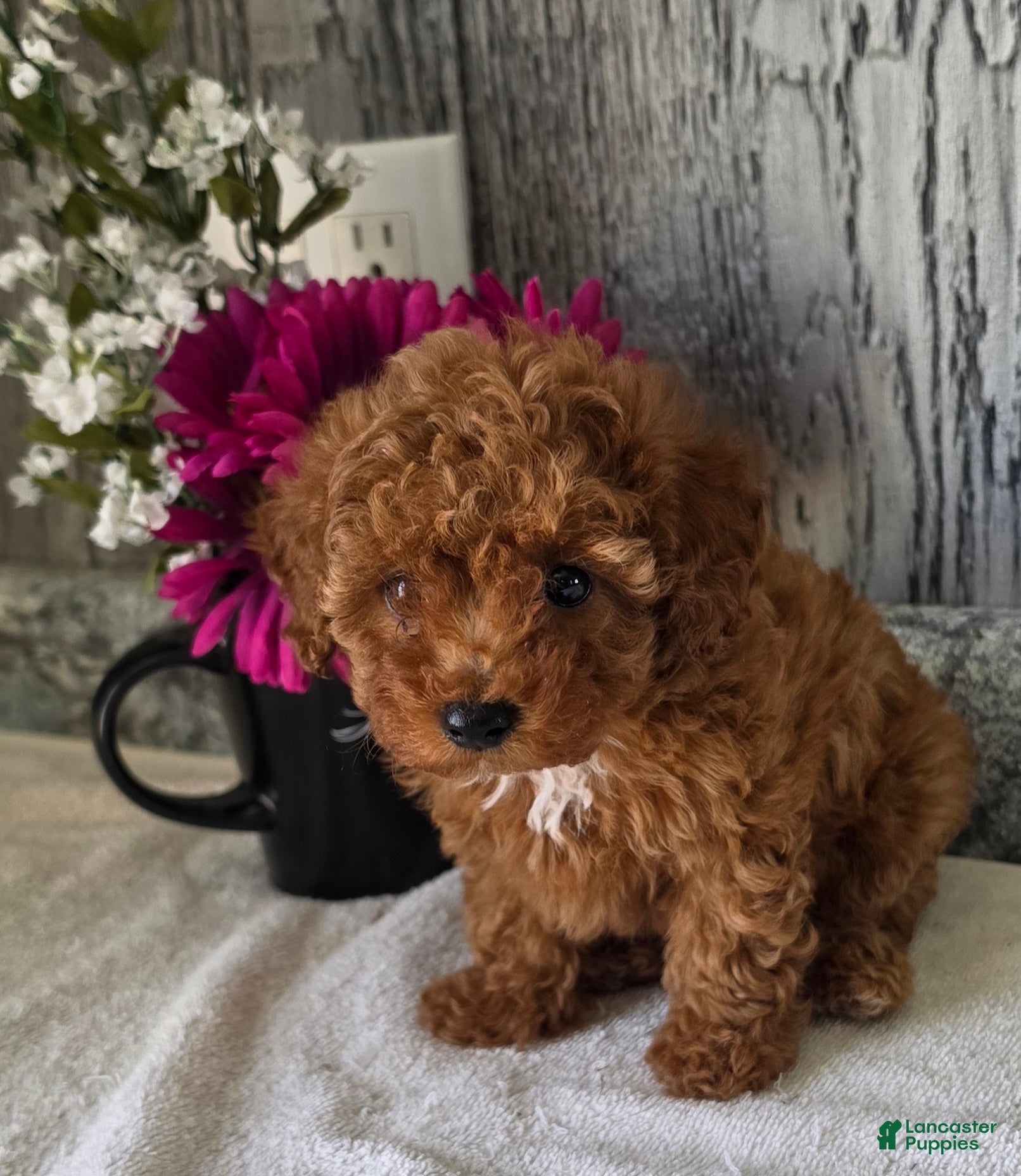 Toy Poodle dogs Penny  - Ad 2