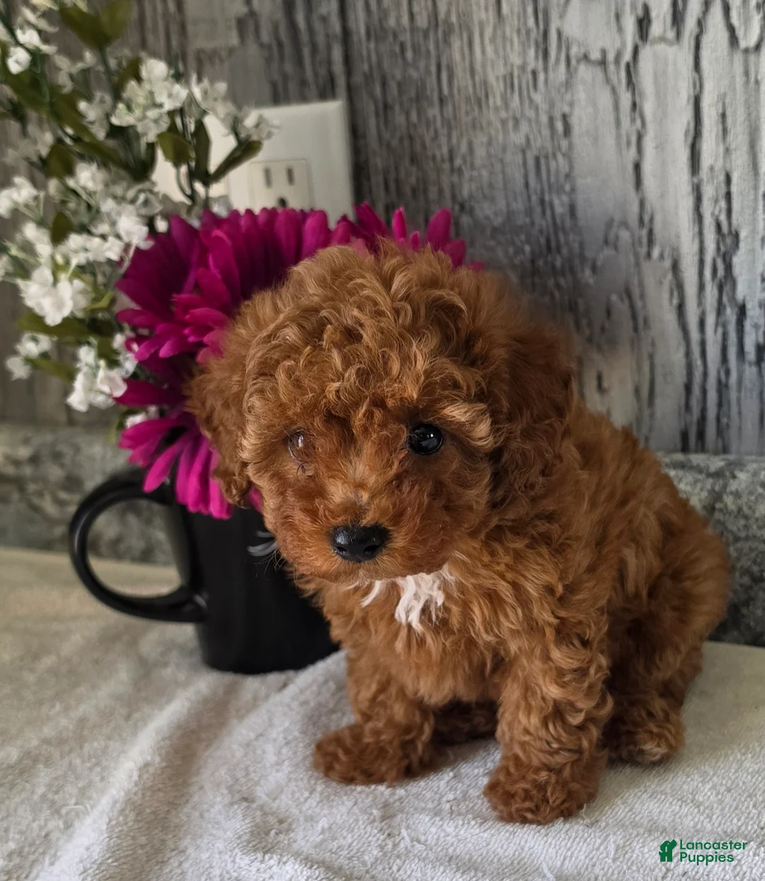 Toy Poodle dogs for sale: Penny  - Ad 2