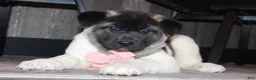 Akita dogs for sale: AKC Luna - Ad 10