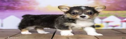 Welsh Corgi Pembroke dogs for sale: Javen - Ad 2
