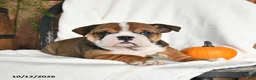 English Bulldog dogs for sale: Clea - Ad 4