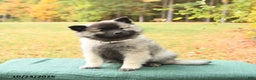 Keeshond dogs for sale: Nugget - Ad 2